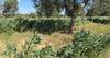 Agroforesterie, associant la production d’olives, piments et fèves sur la même parcelle (Plaine de Kairouan, Tunisie). Auteur : C. Leauthaud