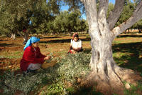 Cueillette des olives au Maroc@ Anne Chohin-Kuper