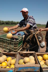 Récolte de melons au Maroc © Sirma