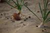 Oignons dans le sable des oasis de Nefzaoua en Tunisie © Olivier Hevrard - Sirma